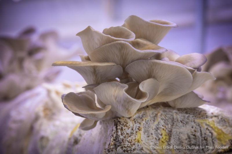 Brad Allain and the Wild World of Wildwood Mushrooms in Sutton