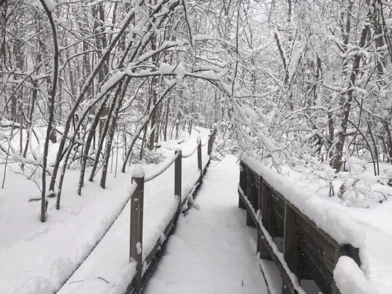 Get light, even if it’s cold: explore winter nature in Worcester