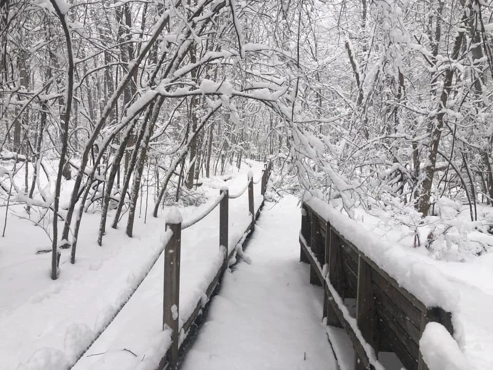 Snow-covered trails at Broad Meadow Brook (photo courtesy of Mass Audubon)