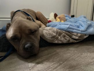 Phoenix resting in his foster home (photo courtesy Broken Tail Rescue)
