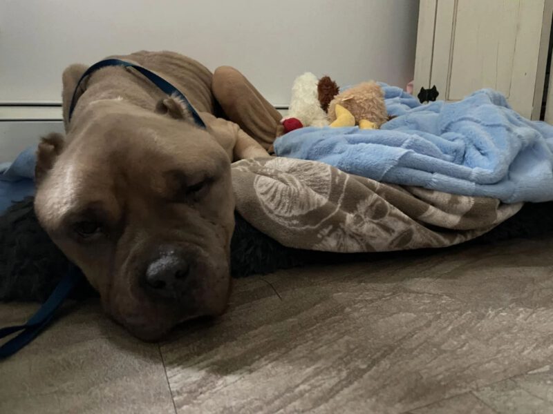 Emaciated, injured dog rescued in Worcester; police seek owner