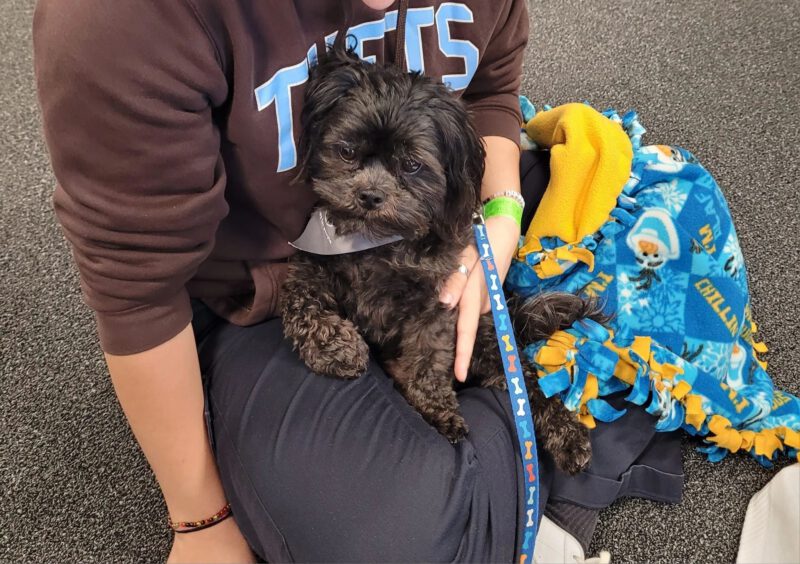 Let stress go to the dogs; Tufts therapy program visits library