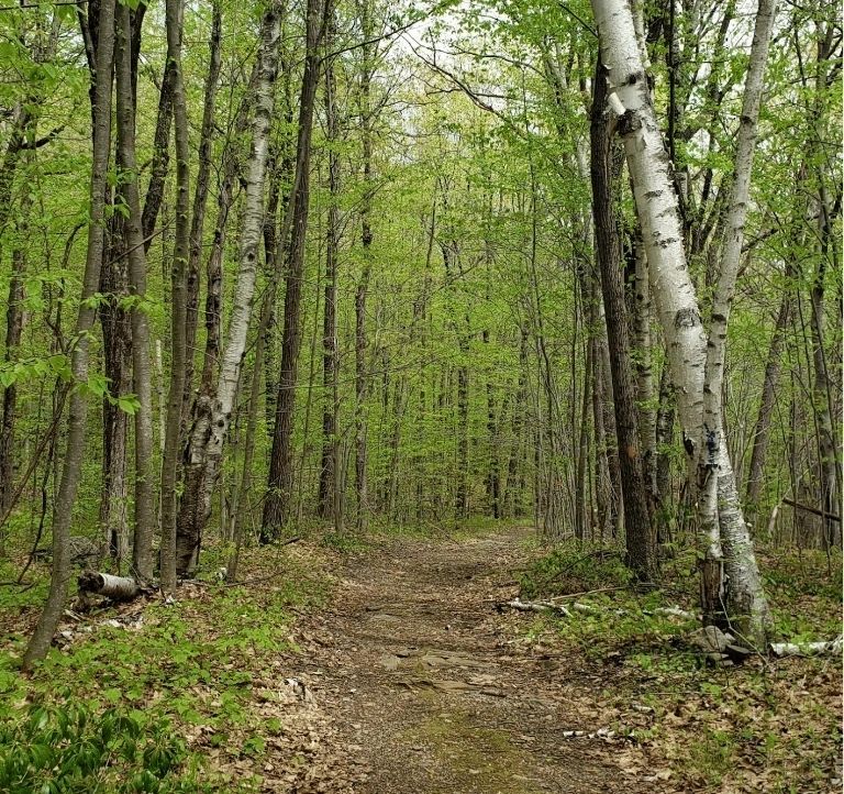 God's Acre, located on Rattlesnake Hill on Swan Street off Mill Street also has 100 percent canopy coverage (photo credit: Davey Resource Group)