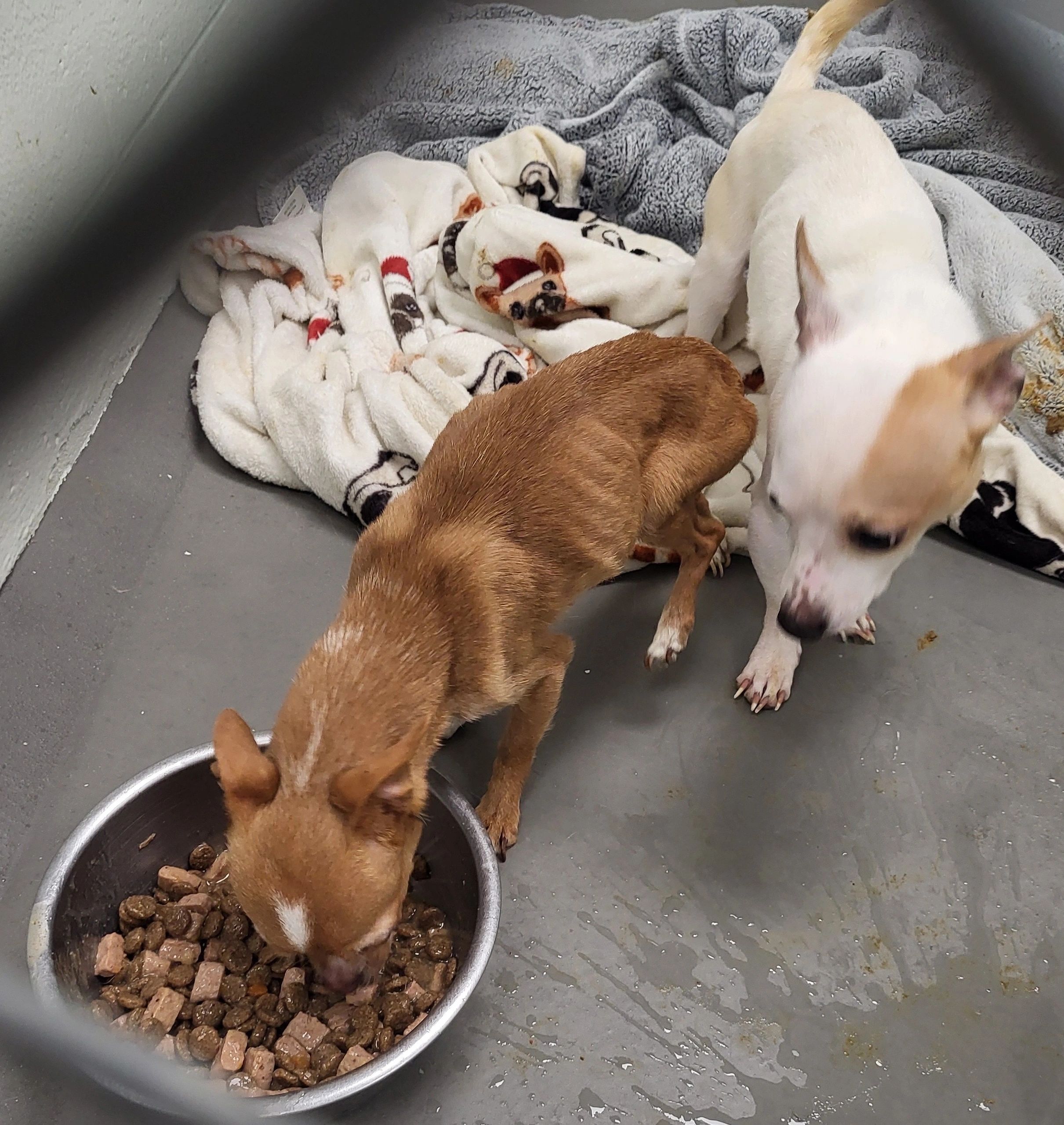 These chihuahuas were spotted by a good Samaritan on Grafton Street earlier this year (photo credit: WPD Captain Matt Early)