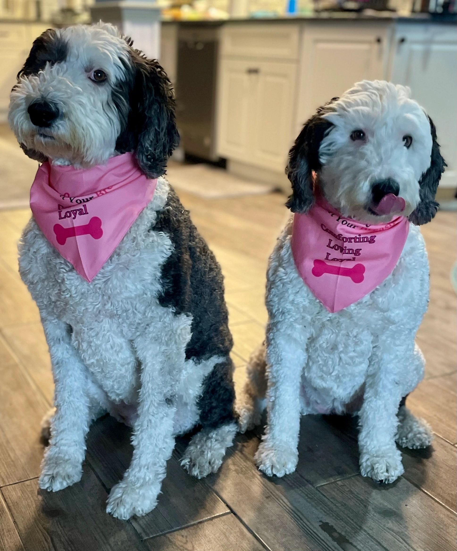 "Board members" Sophee and Gracee (photo submitted)