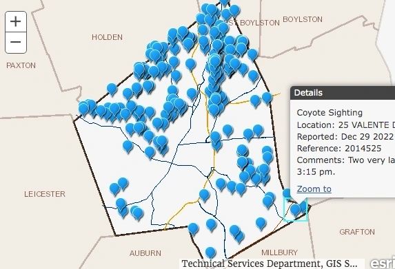 Coyotes spotted citywide; residents should be smart and cautious