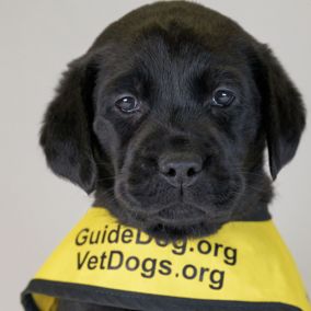 Railers to raise service dog as part of Month of Giving