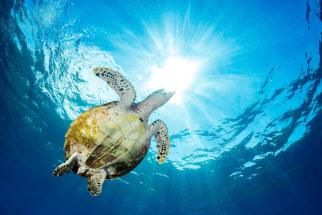 WPI secures $2 million grant to combat wildlife trafficking
