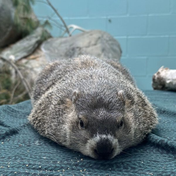 ICYMI: EcoTarium’s Cornelia predicts six more weeks of winter