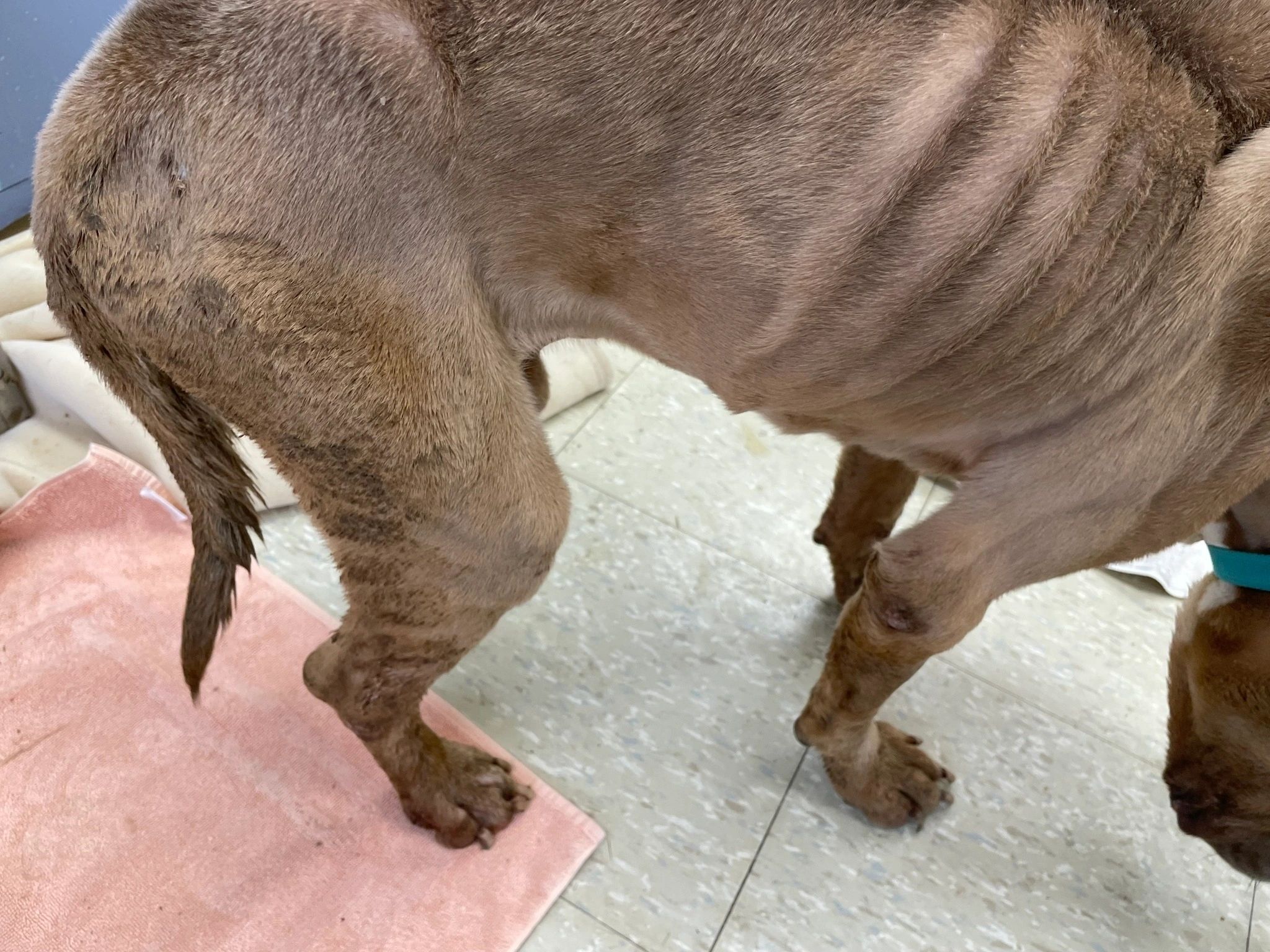 The emaciated, abused pit bull mix was found near Chandler and Main Streets and brought in promptly for emergency medical attention (photo courtesy WPD)