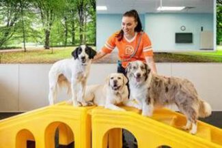 Dogtopia (photo submitted)