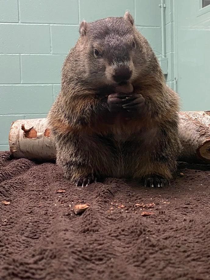 Cornelia makes a public appearance earlier on Groundhog Day before the festivities (photo courtesy EcoTarium) 