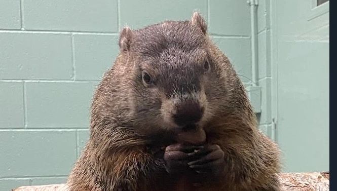 Cornelia the groundhog indicates it’ll be an early spring