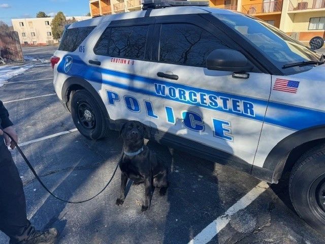 ‘Friendly find’ dog: Worcester Police Department welcomes K9 Mac
