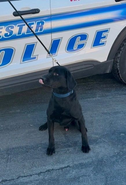 K9 Mac is a "friendly find" dog (photo credit: WPD)