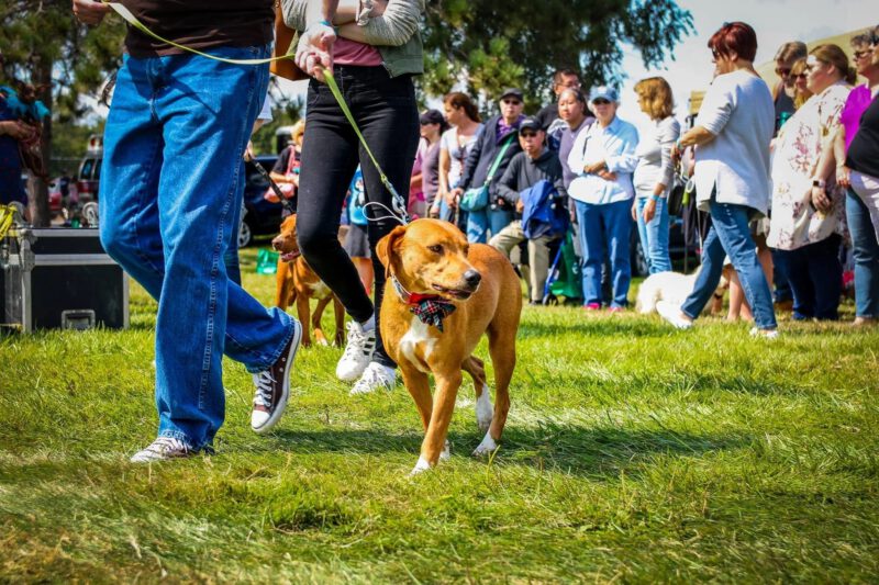 Voices for the voiceless: Pet Rock Festival returns for 26th year