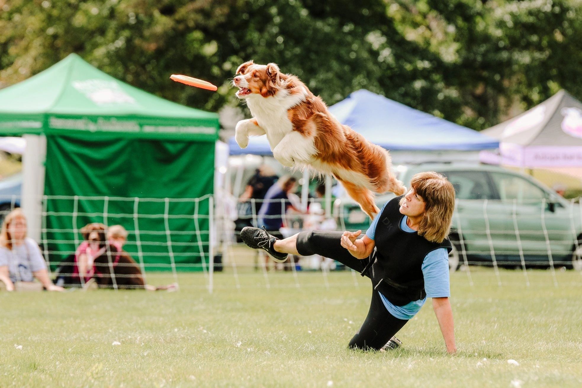 The Pups in the Air Frisbee dog team is one of the most popular attractions at the Pet Rock Festival (photo credit: Brielle MacDonald)
