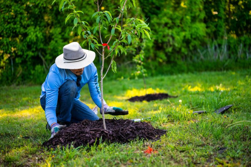 Black gum trees planted as part of Arbor Day celebration