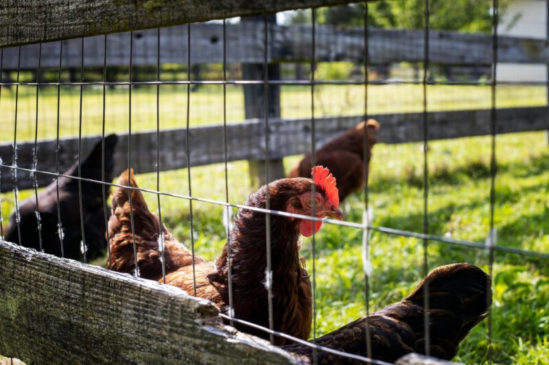 Worcester could finally welcome backyard chickens