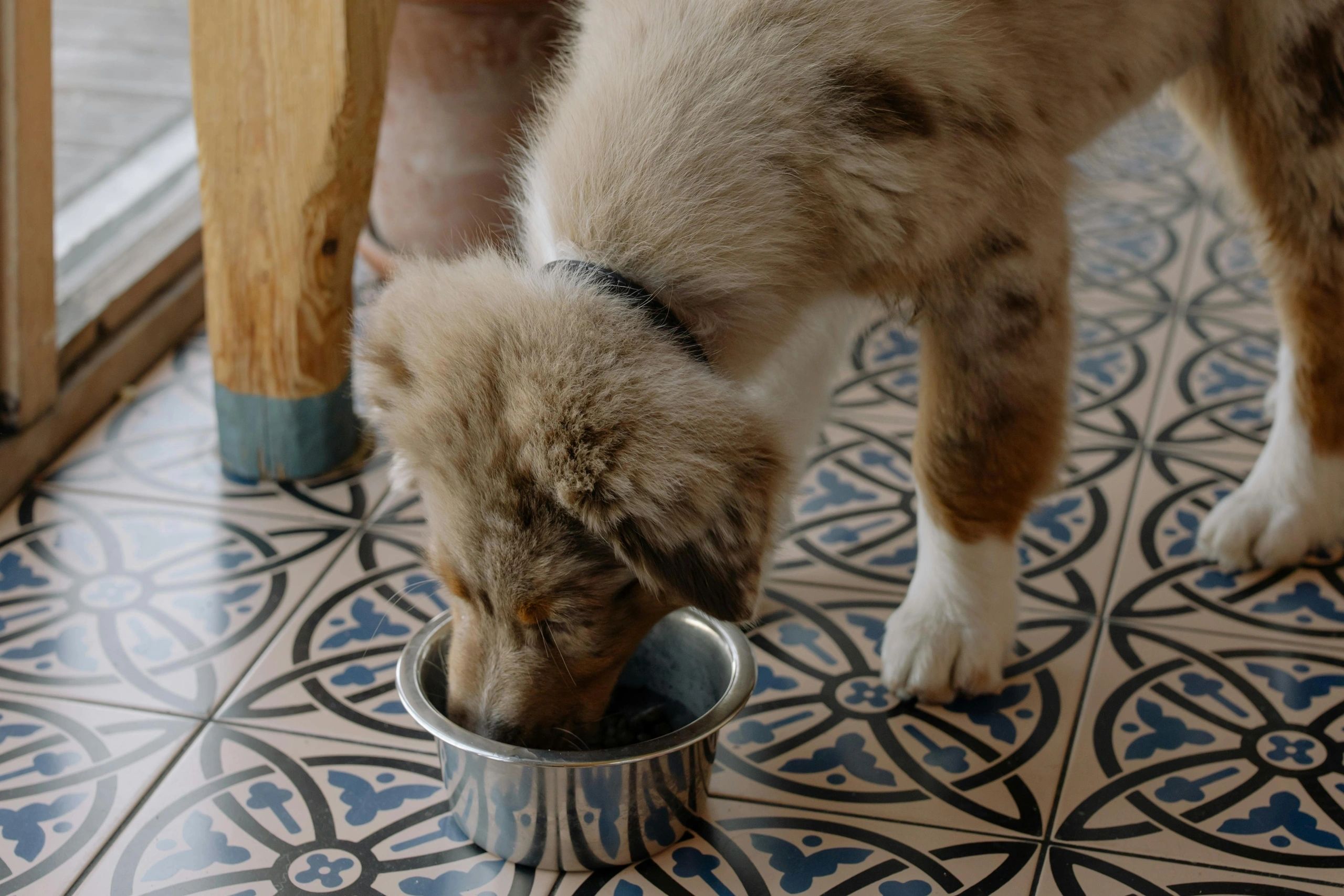 The Central Mass Pet Pantry opened more than a year ago