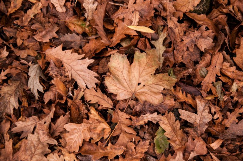 City’s fall leaf collection begins Nov. 4