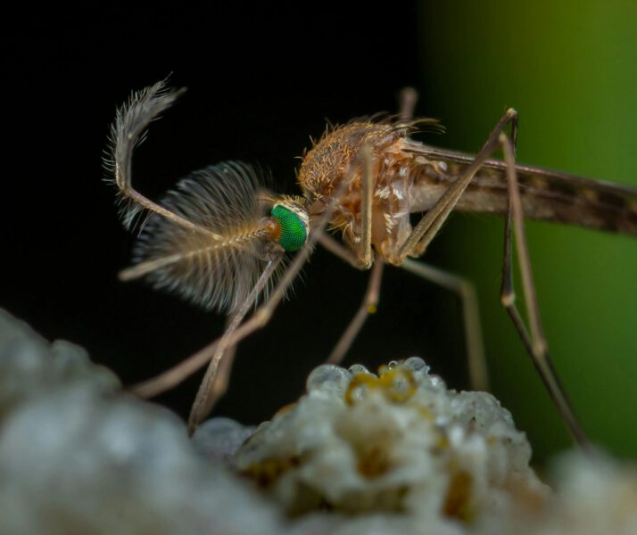 West Nile Virus case detected in Worcester