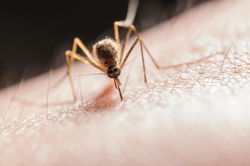 Itching to know: mosquito control addresses concerns in July