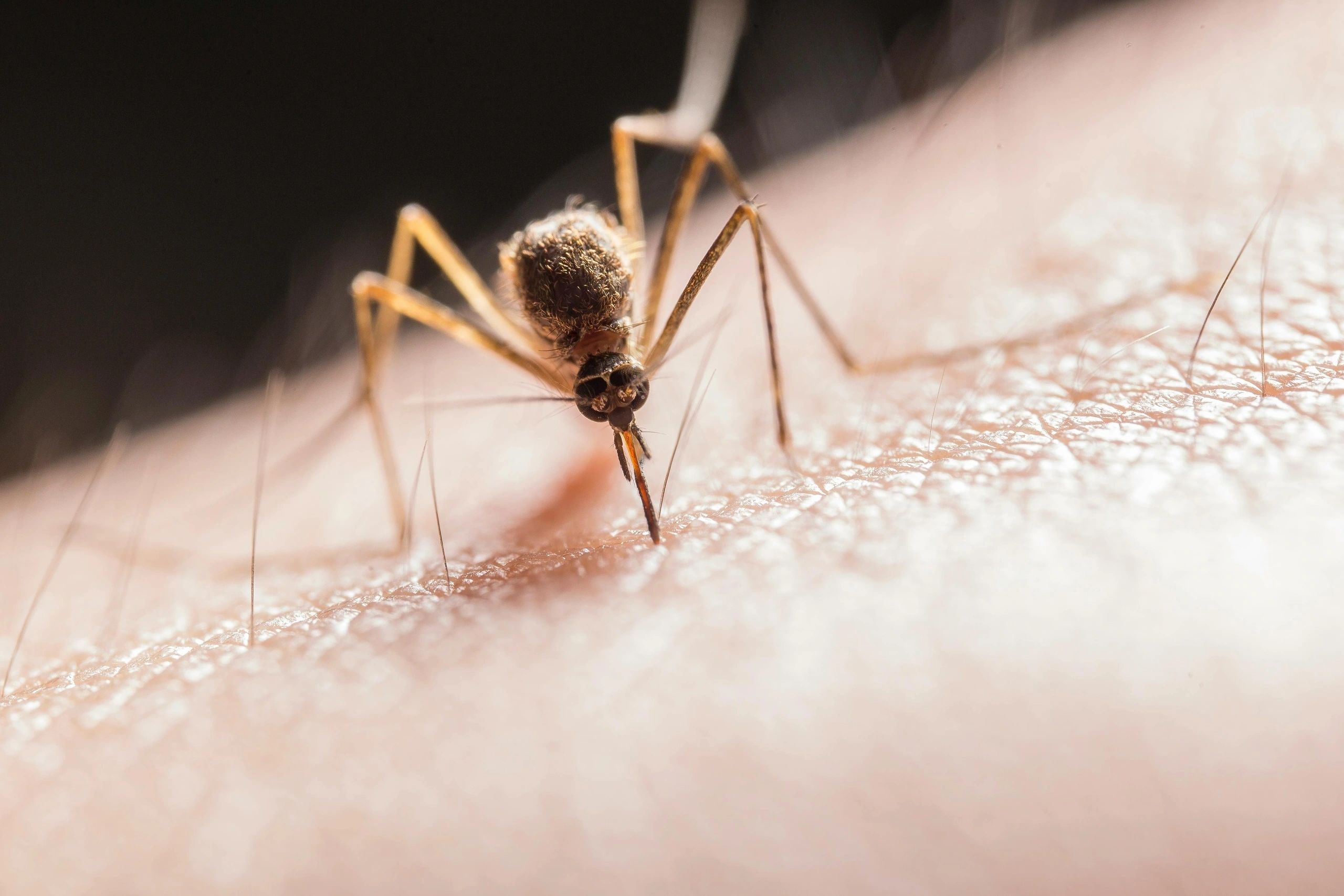 Not only are mosquitoes annoying and cause itchy bites