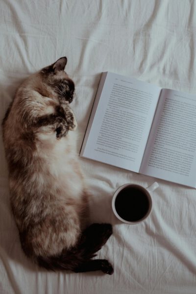 Feline booking: March Meowness returns to Worcester libraries