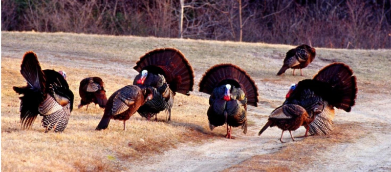 Trending turkeys: these wild birds are on the rise in Worcester