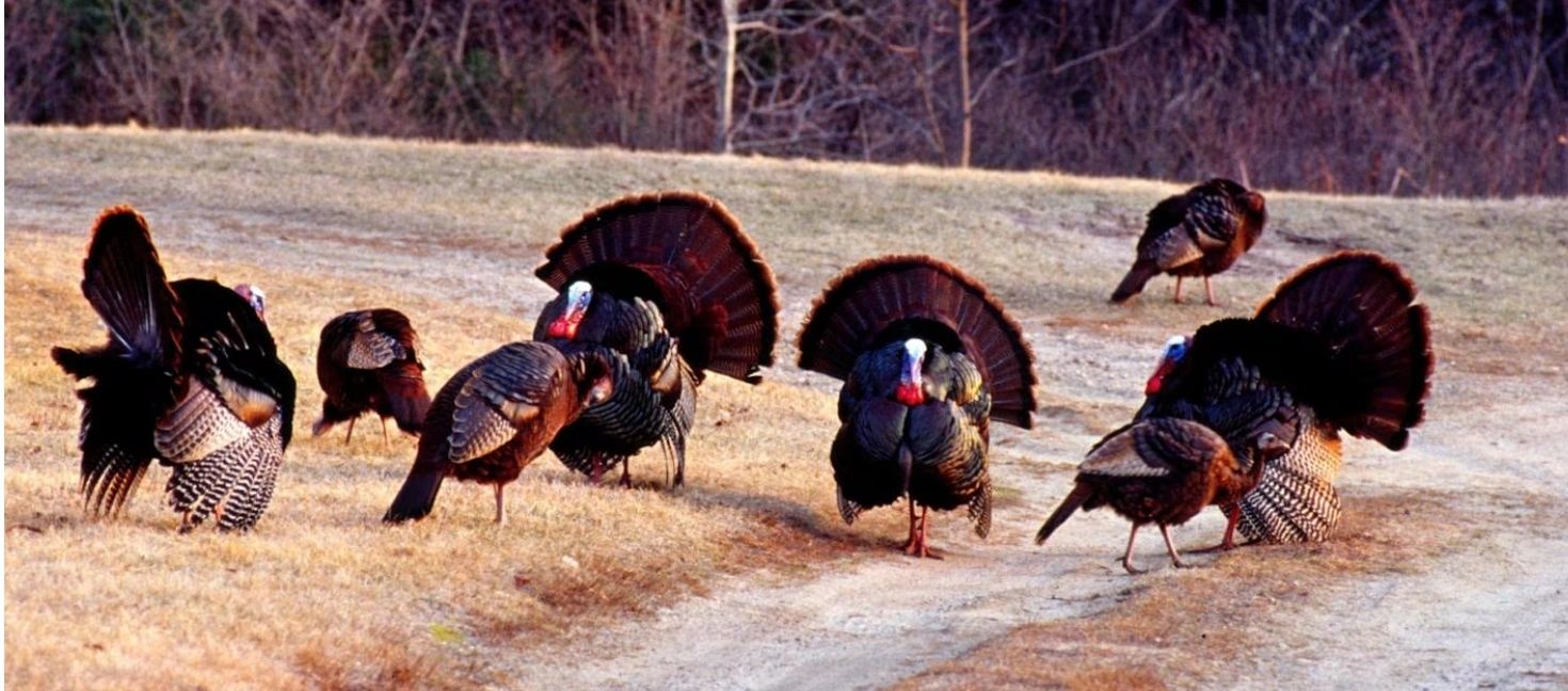 Photo courtesy Massachusetts Division of Fisheries and Wildlife