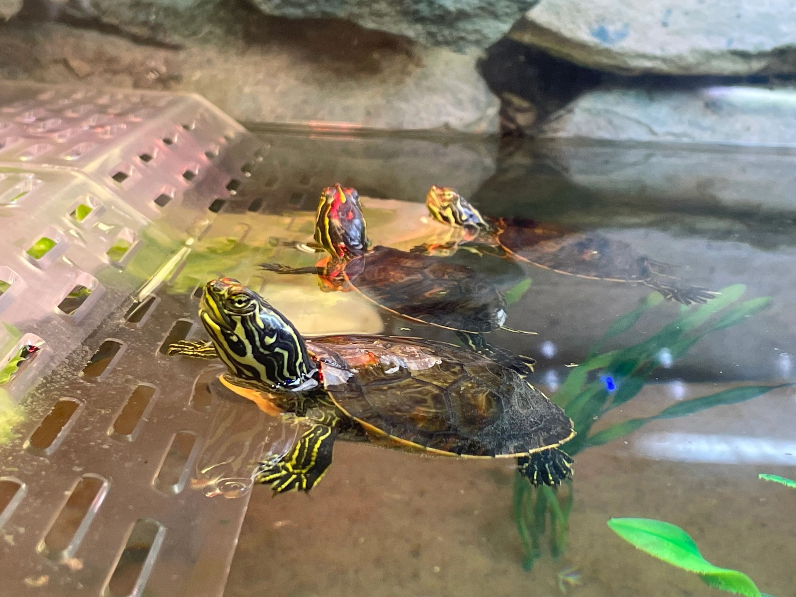  Turtles being head-started at the Ecotarium (photo by Sandy Quadros Bowles)