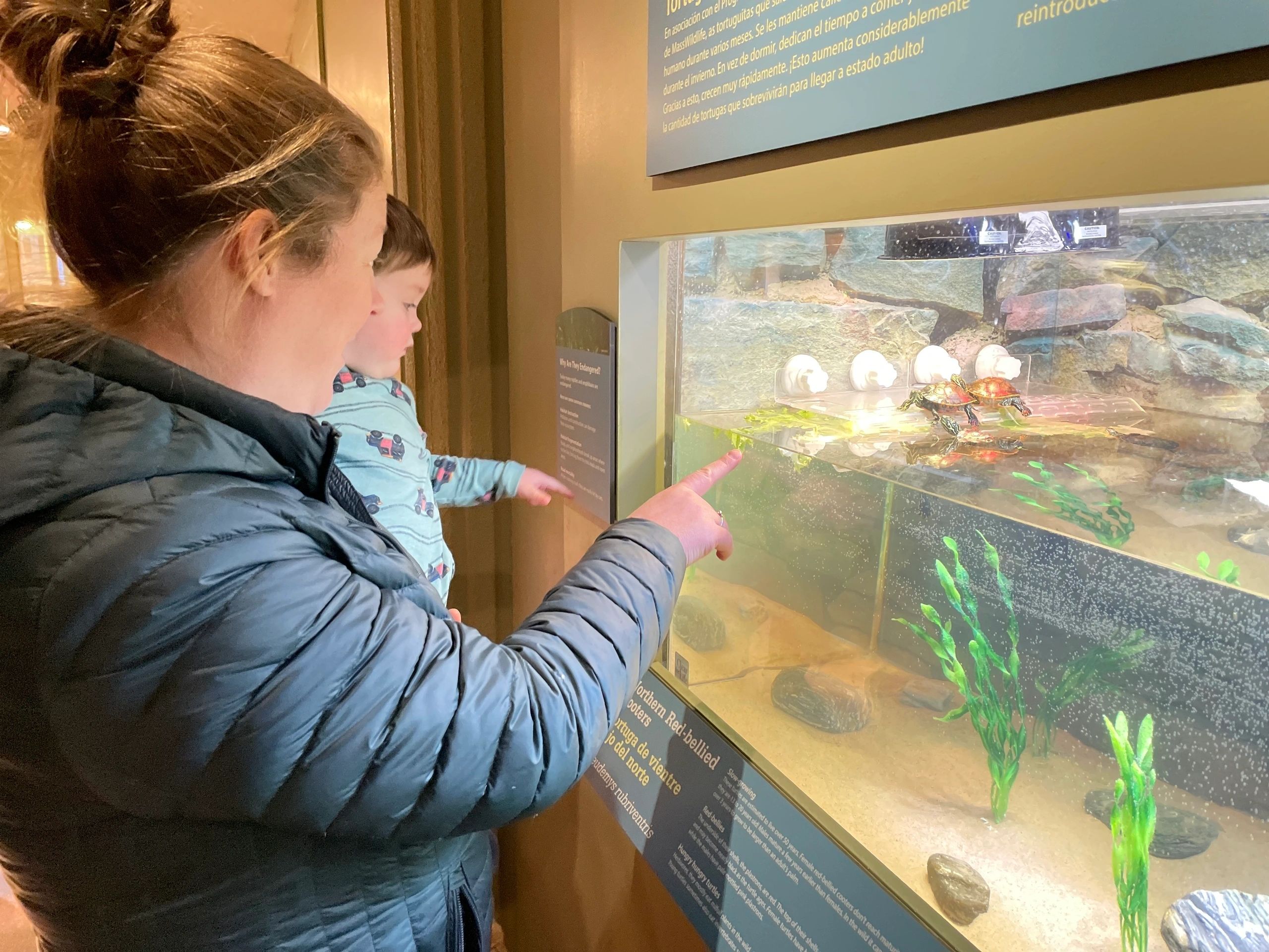  Ashley Lebel of Auburn points out the turtles to Jack Lebel, 19 months (photo by Sandy Quadros Bowles)