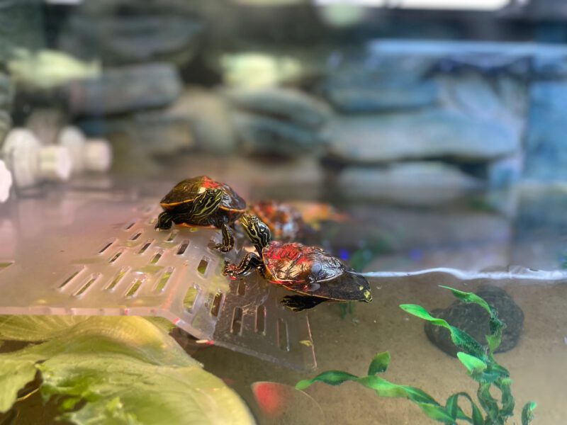 EcoTarium gets turtles into the ‘Headstart Program’