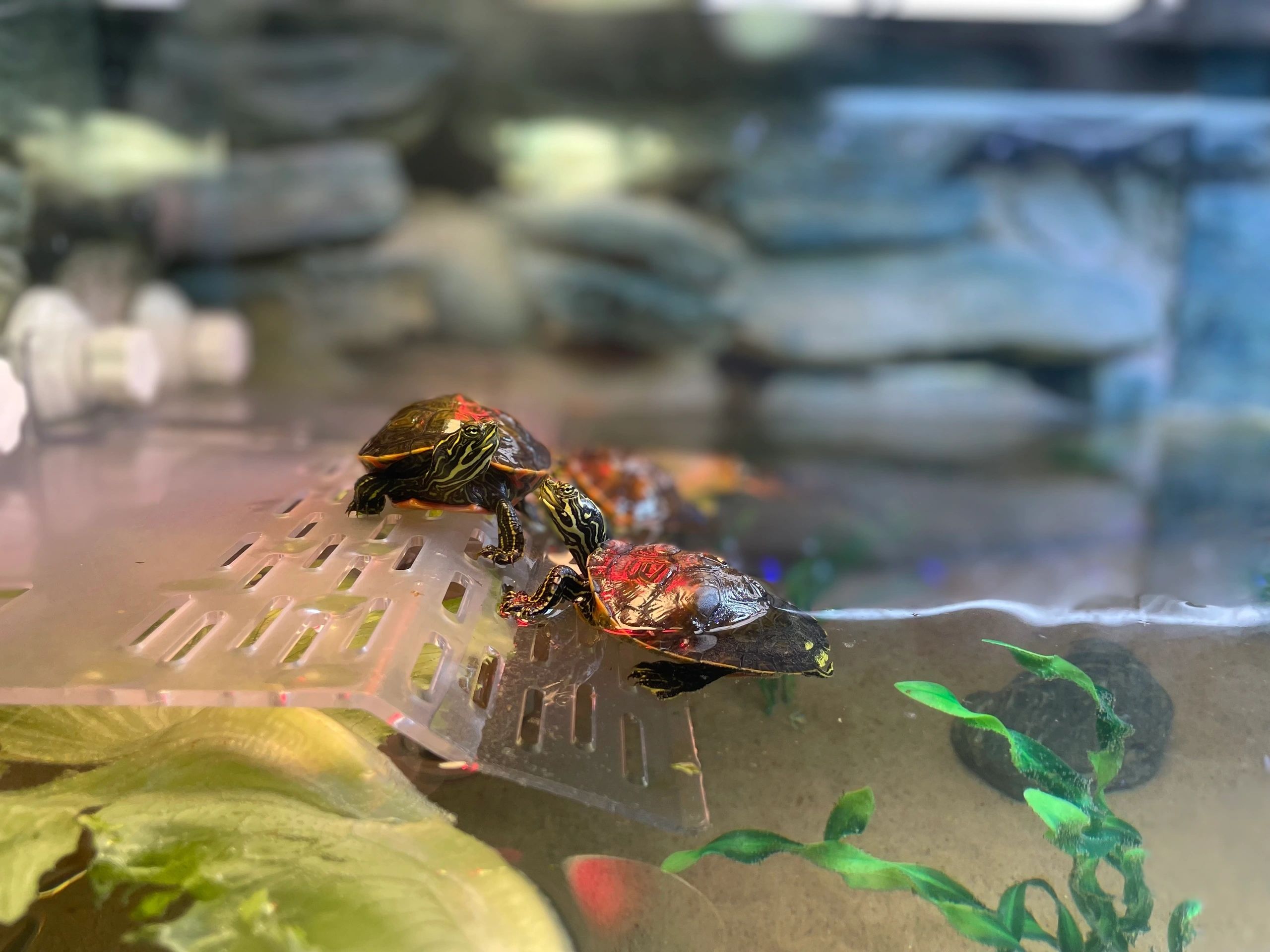 Turtles being head-started at the Ecotarium (photo by Sandy Quadros Bowles)