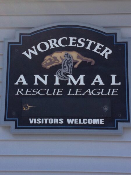 Worcester Animal Rescue League rebuilds under new leadership