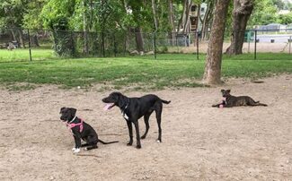 Renovations for the Beaver Brook dog park start next Monday (photo by City of Worcester)