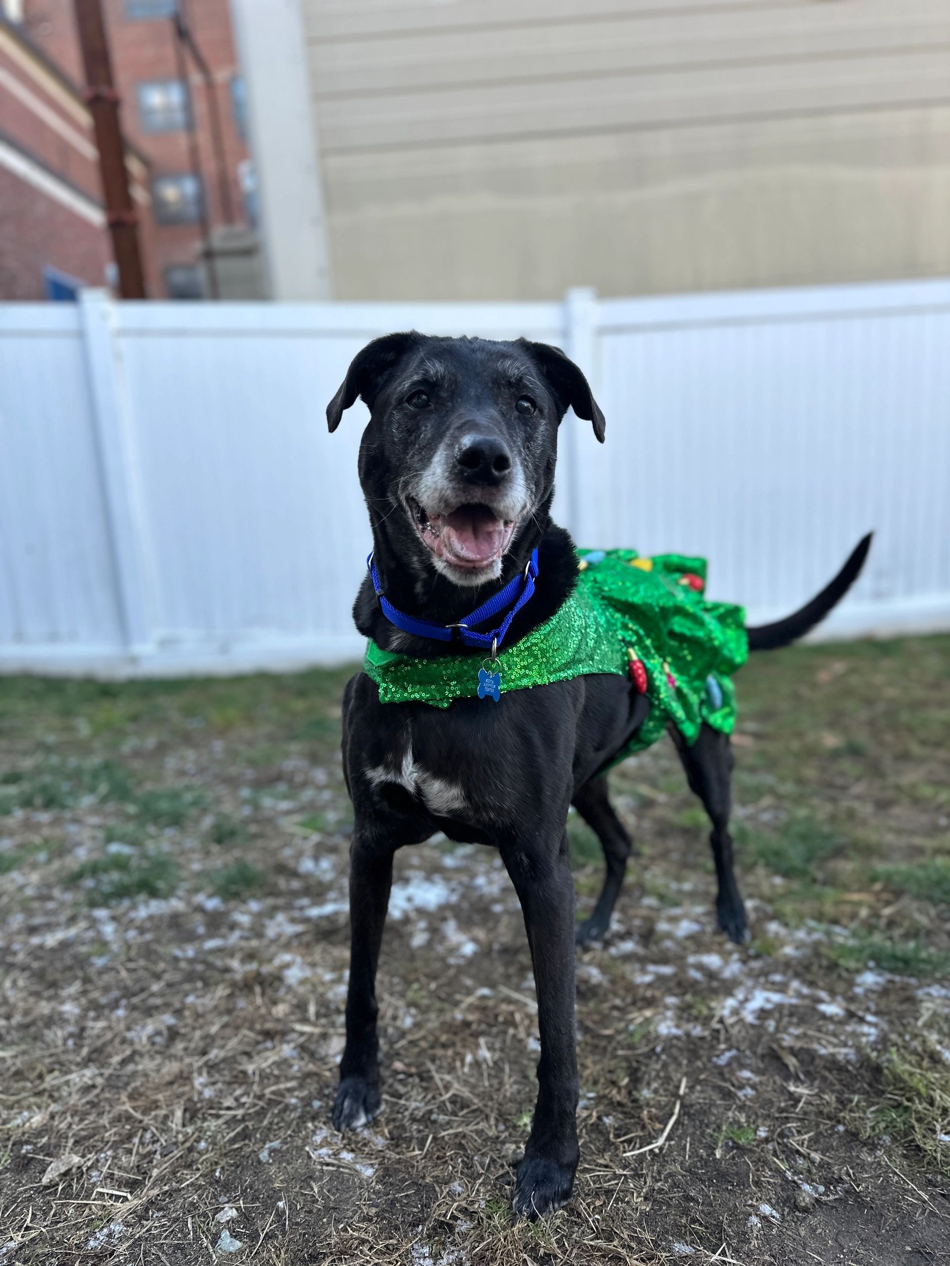 This handsome guy is named Cash, and he's also currently at the MSPCA's shelter (photo by the MSPCA)