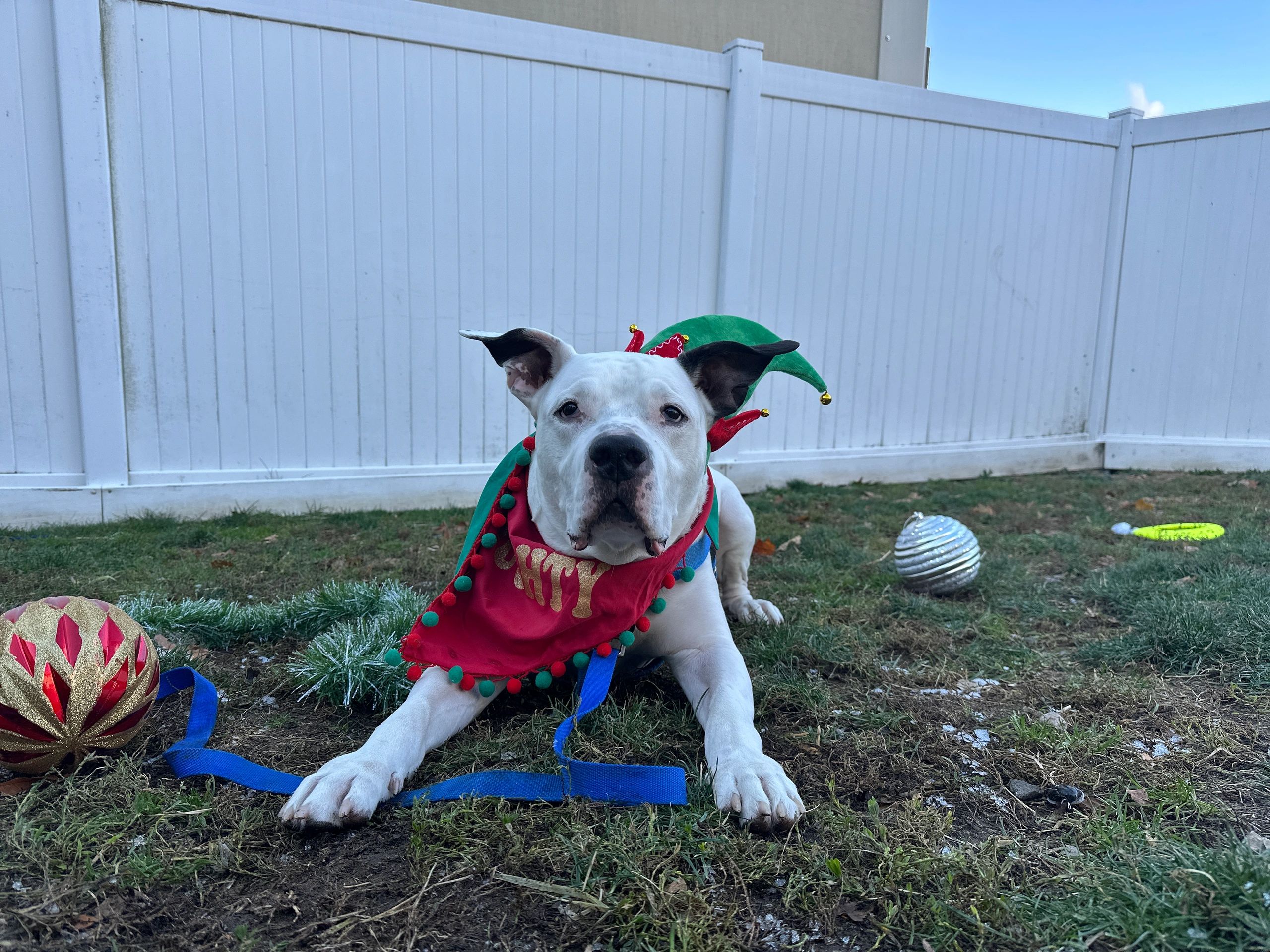 Kingston's fee is waived during the adoption week event. He's at the MSPCA, too (photo by the MSPCA)