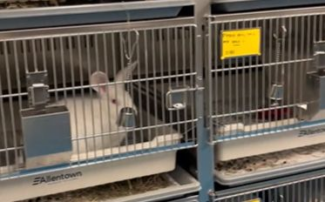 A rabbit used in laboratory research at UMass Chan Medical School