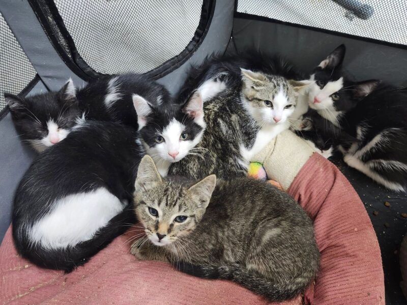 Hope Haven brings cat, kitten adoption event to Worcester