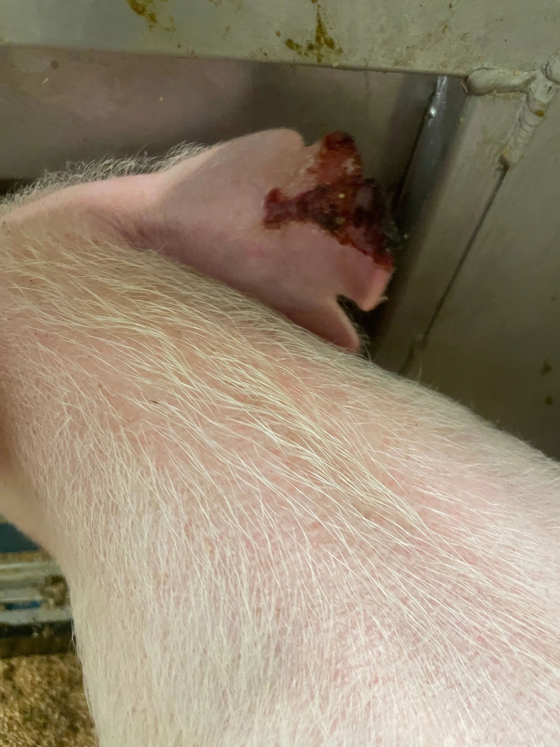 A pig used in cardiac research at UMass Chan Medical School, shown in materials submitted by PETA to regulators alleging violations of animal welfare standards (photo provided by PETA)