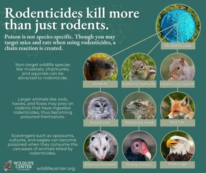Proposed bill aims to ban rodenticides for wildlife, pet safety