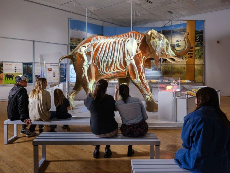 EcoTarium to debut major elephants exhibit