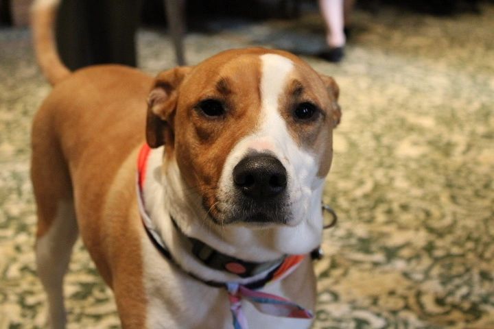 Week in review: animal welfare, WooSox spring break, sewer deal