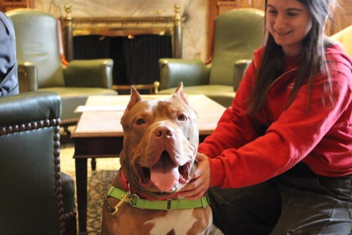 The measure also includes provisions aimed at expanding access to pet ownership statewide (photo submitted)