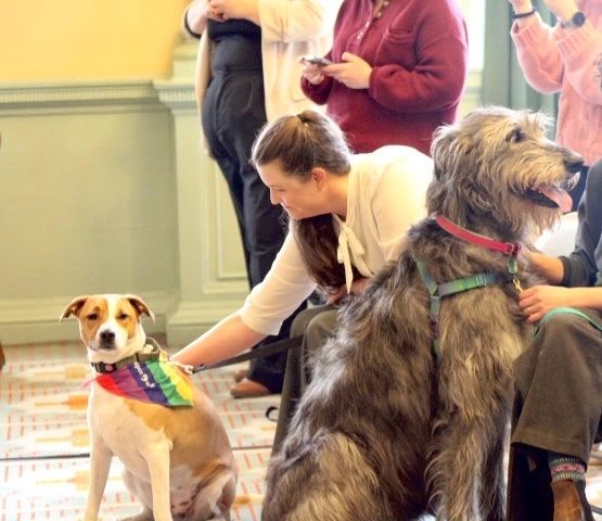 Supporters argue the bill would reduce reliance on large-scale commercial breeding operations (photo submitted)