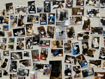 3월 야옹 광란(March Meowness) 행사 일부