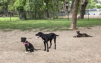 Dog park audit request, veterans recognition and neighborhood concerns headline Worcester council agenda