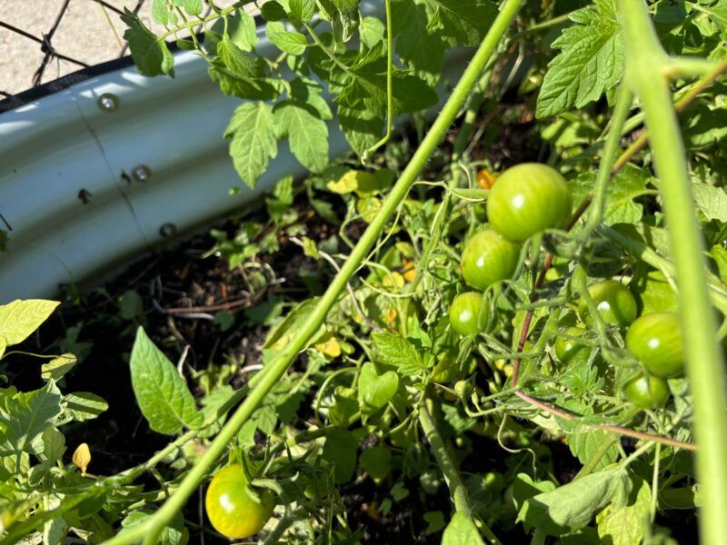 Worcester school gardens bloom under $56,000 state biodiversity grant